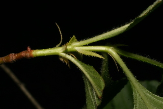 Crataegus harbisonii, twig - orientation of petioles
