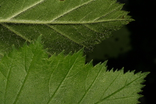 Crataegus mollis, leaf - margin of upper + lower surface