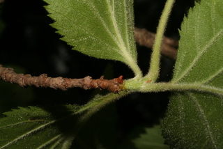 Crataegus mollis, twig - orientation of petioles