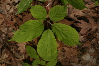 Panax quinquefolius, leaf - basal or on lower stem