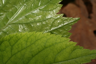 Panax quinquefolius, leaf - margin of upper + lower surface