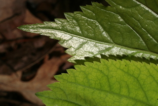 Panax quinquefolius, leaf - margin of upper + lower surface