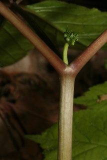 Panax quinquefolius, stem - showing leaf bases