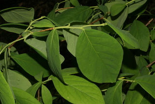 Dirca palustris, leaf - showing orientation on twig