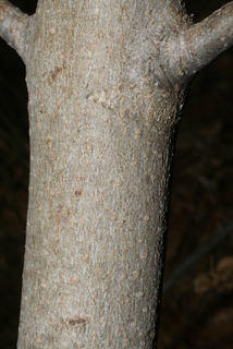 Aesculus californica, bark - of a medium tree or large branch