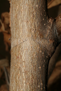 Aesculus californica, bark - of a small tree or small branch