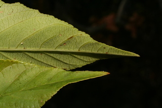 Aesculus californica, leaf - margin of upper + lower surface