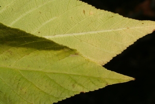 Aesculus californica, leaf - margin of upper + lower surface