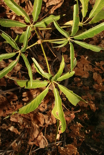 Aesculus californica, leaf - whole upper surface
