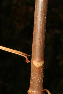Aesculus californica, twig - close-up winter leaf scar/bud