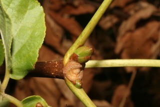 Aesculus californica, twig - close-up winter terminal bud