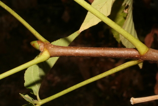Aesculus californica, twig - orientation of petioles