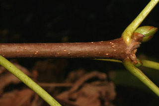 Aesculus californica, twig - orientation of petioles