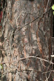 Pinus sabiniana, bark - of a large tree