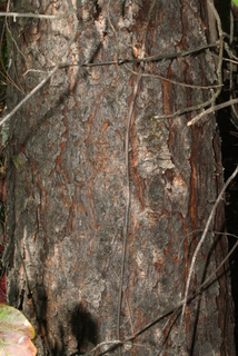 Pinus sabiniana, bark - of a large tree