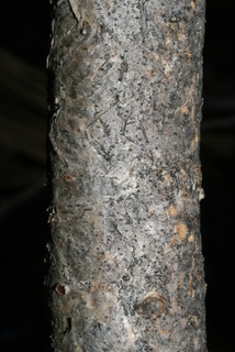 Pinus sabiniana, bark - of a medium tree or large branch