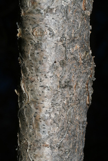 Pinus sabiniana, bark - of a medium tree or large branch