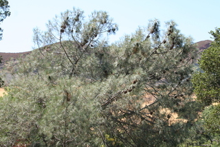 Pinus sabiniana, cone - female - mature open