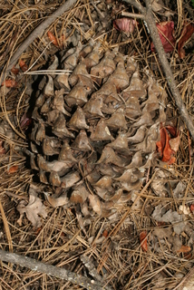 Pinus sabiniana, cone - female - mature open