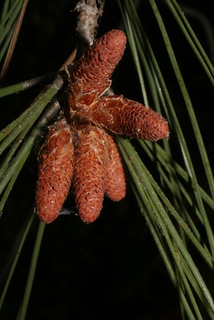 Pinus sabiniana, cone - male