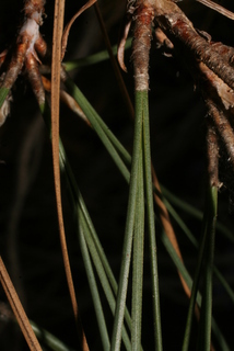 Pinus sabiniana, leaf - showing orientation on twig