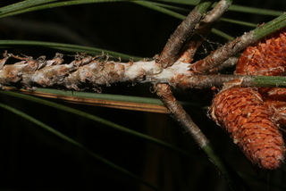 Pinus sabiniana, twig - showing attachment of needles