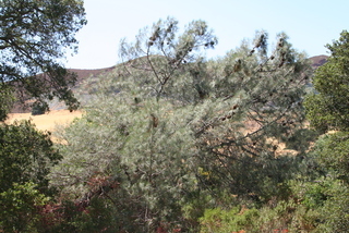 Pinus sabiniana, whole tree - general
