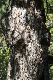 Quercus chrysolepis, bark - of a large tree