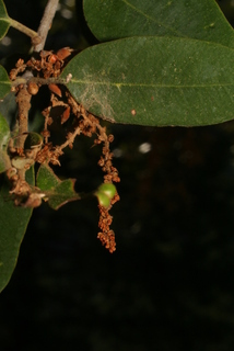Quercus chrysolepis, inflorescence - whole - male