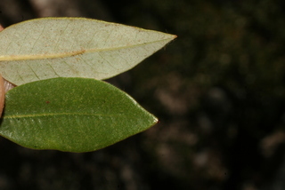 Quercus chrysolepis, leaf - margin of upper + lower surface