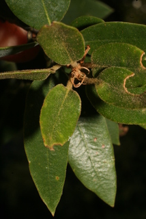 Quercus chrysolepis, leaf - showing orientation on twig