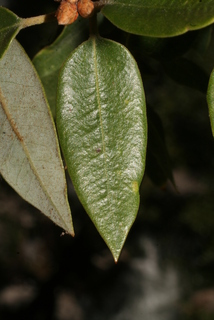 Quercus chrysolepis, leaf - whole upper surface