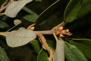 Quercus chrysolepis, twig - orientation of petioles
