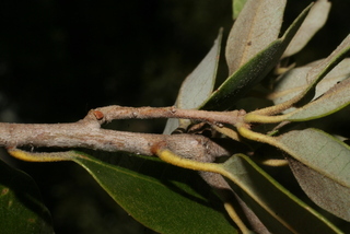 Quercus chrysolepis, twig - orientation of petioles