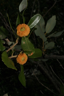 Quercus chrysolepis, fruit - as borne on the plant