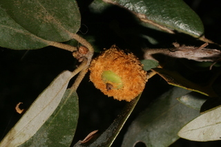Quercus chrysolepis, fruit - lateral or general close-up