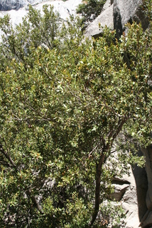 Quercus chrysolepis, whole tree or vine - general