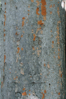 Zelkova serrata, bark - of a large tree