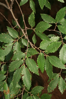 Zelkova serrata, leaf - showing orientation on twig