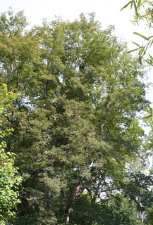 Zelkova serrata, whole tree or vine - general