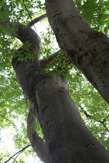 Zelkova serrata, whole tree or vine - view up trunk