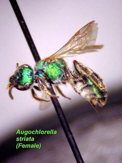 Augochlorella striata, female, side