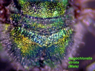 Augochlorella striata, male, propodeum top