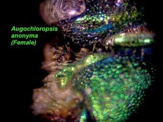 Augochloropsis anonyma, female, pronotal carina