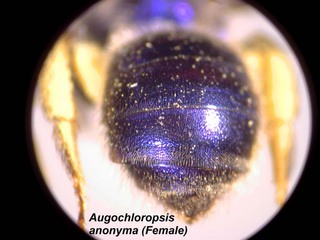 Augochloropsis anonyma, female, terga