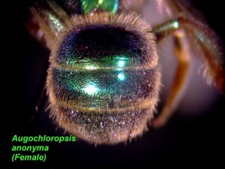 Augochloropsis anonyma, female, terga top