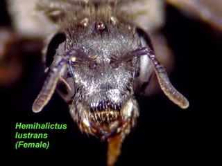 Hemihalictus lustrans, female, face
