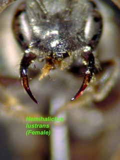 Hemihalictus lustrans, female, mandibles