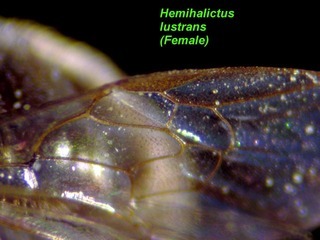 Hemihalictus lustrans, female, wing