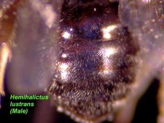 Hemihalictus lustrans, male, terga top